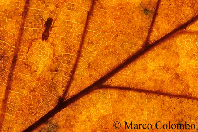 Pseudoscorpione Chtonius